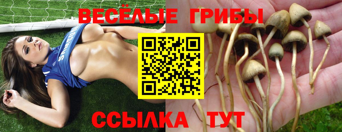 Псилоцибиновые грибы Psilocybine cubensis Карталы